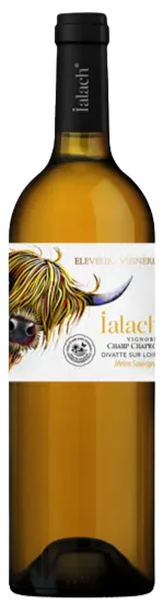 EARL SUTEAU OLLIVIER IALACH, Ialach - Melon/Sauvignon - Vin de France, White, 2021. Bottle image